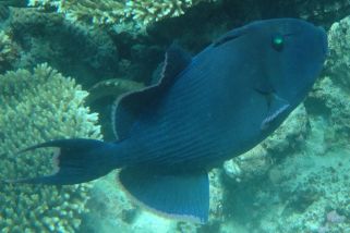 Pseudobalistes fuscus - Blauer Drücker (Blaustreifen-Drückerfisch)